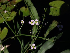 Plantain d'eau