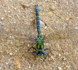 Aeschne bleue