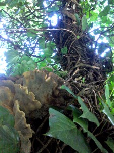 Champignon et lierre sur un vieil arbre