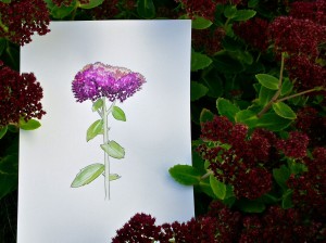 Orpin ou Sedum purpureum