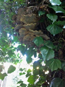 Polypore