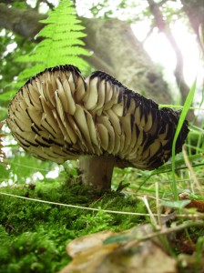 Champignon