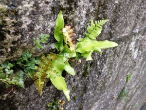 Fougères sur un mur