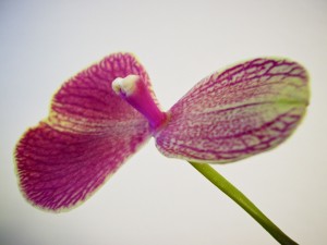 Phalaenopsis en mutation