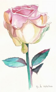 Rose à l'aquarelle