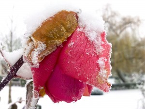 Rose et neige