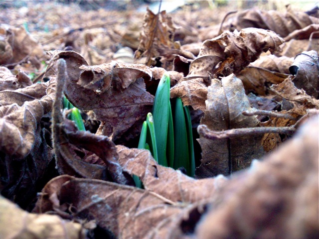 Pousses de narcisses dans les feuilles