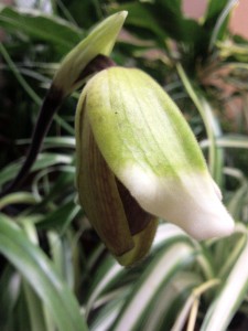 Paphiopedilum étape 2