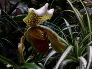 Paphiopedilum étape 3