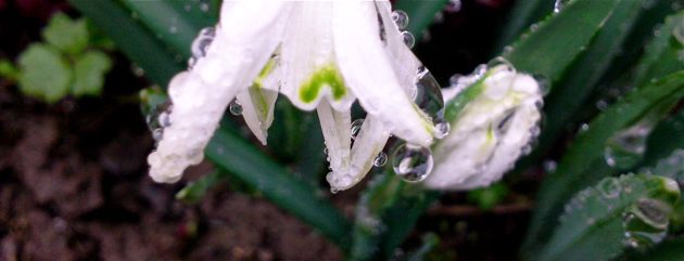 Goutte de rosée sur une perce neige