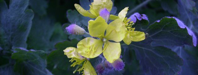 Chelidonium majus