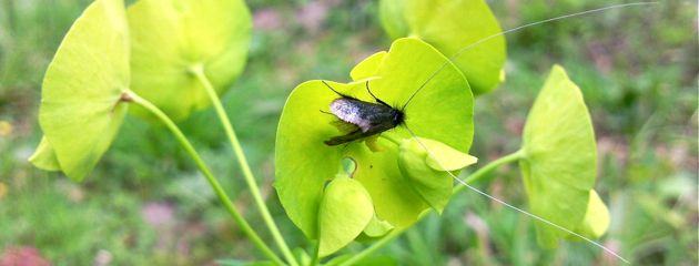 Adela Reaumurella