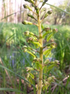 Listère en fleurs