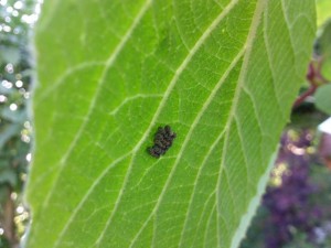 Feuille d'actinidia