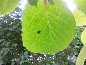 Feuille verte actinidia