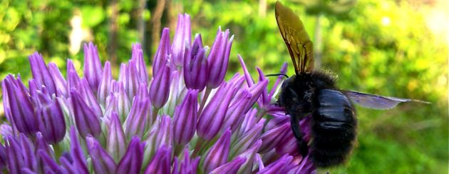 Allium Giganteum