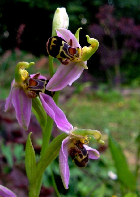 ophrys autofecondation