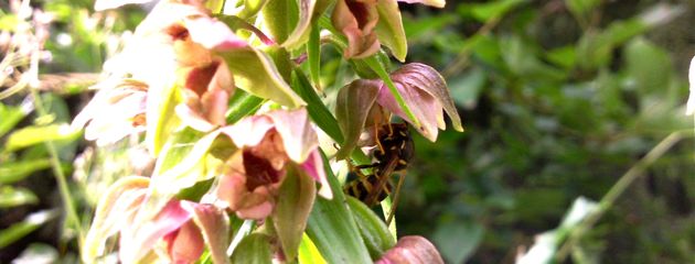 Guêpe sur une orchidée epictatis