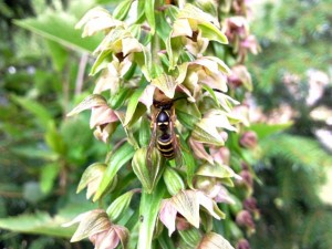 Guêpe sur l'orchidée