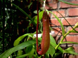 Urne de Nepenthes