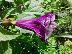 Datura Giverny