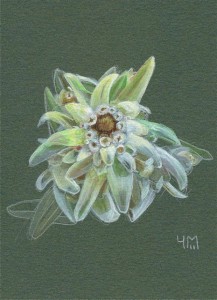 Peinture d'Edelweiss