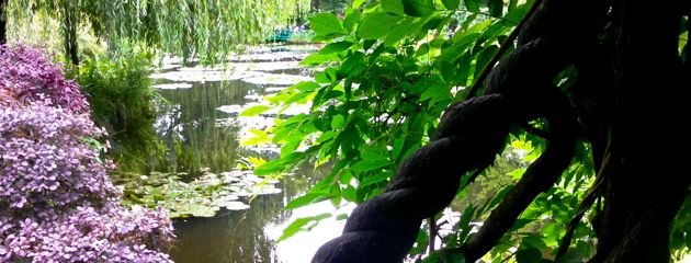 Glycine Giverny