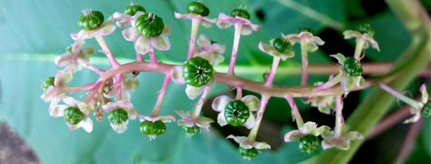 Phytolacca americana