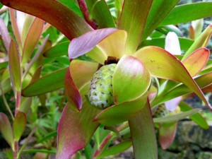 Protea Leucadendron