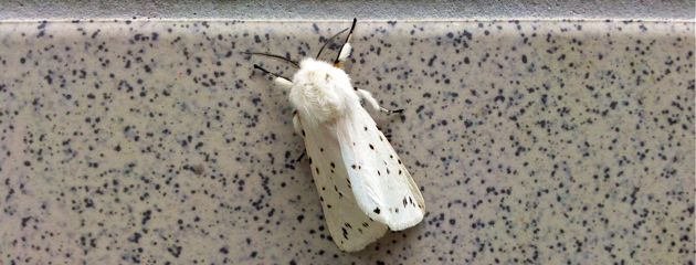 Spilosoma lubricipeda