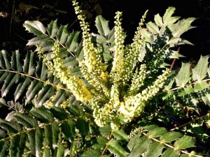 Mahonia arbuste