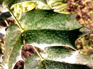 Mahonia feuille