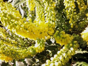 Mahonia inflorescence jaune