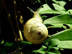 Escargot