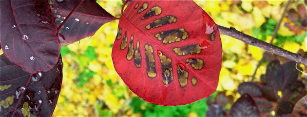 Cotinus coggygria