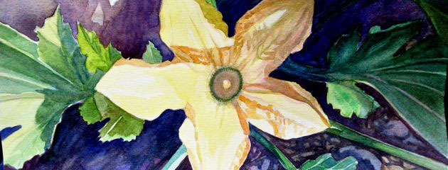 Aquarelle de fleur de courgette