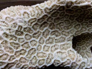 Dentelle de corail