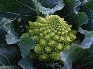 Chou Romanesco