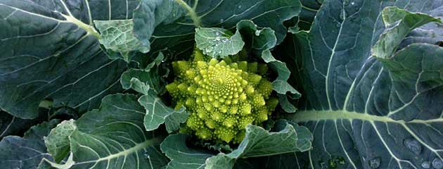 Feuilles du choux Romanesco