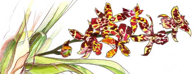 Ondotoglossum