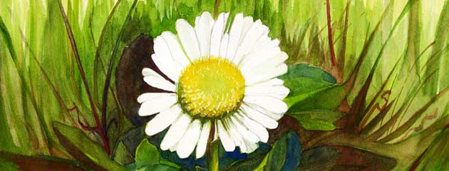 Paquerette, Daisy