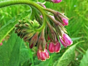 Consoude officinale (voir les commentaires ci-dessous)