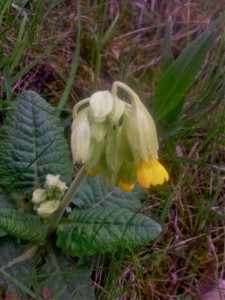 Primevère officinale