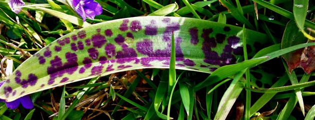 Orchis mascula aux feuilles à taches | Espace Graphique
