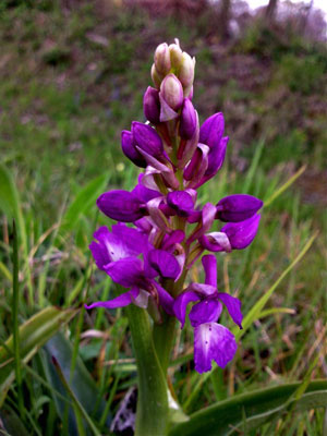 Orchis mascula aux feuilles à taches | Espace Graphique