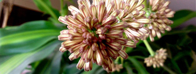 boutons de dracaena cintho