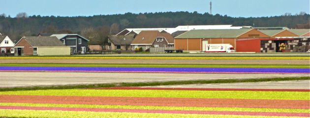 Champs de fleurs - Hollande