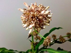 Fleurs de Dracaena massangeana