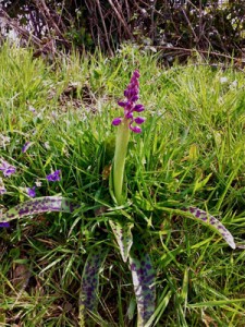 Pied d'Orchis mascula