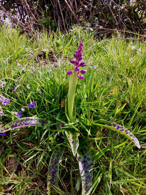 Orchis mascula aux feuilles à taches | Espace Graphique